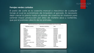Forrajes verdes cortados
El pasto de corte es la cosecha manual o mecánica de cualquier
forraje el cual es suministrado de inmediato al ganado. Es necesario
dejar crecer la planta hasta un estado de cosecha sin madurar para
obtener mayor producción por área de materia seca y nutrientes,
que por el pastoreo directo de los animales.
 