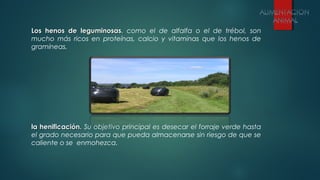 Los henos de leguminosasLos henos de leguminosas. como el de alfalfa o el de trébol, son
mucho más ricos en proteínas, calcio y vitaminas que los henos de
gramíneas.
la henificación.la henificación. Su objetivo principal es desecar el forraje verde hasta
el grado necesario para que pueda almacenarse sin riesgo de que se
caliente o se enmohezca.
 