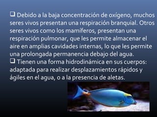  Debido a la baja concentración de oxígeno, muchos
seres vivos presentan una respiración branquial. Otros
seres vivos como los mamíferos, presentan una
respiración pulmonar, que les permite almacenar el
aire en amplias cavidades internas, lo que les permite
una prolongada permanencia debajo del agua.
 Tienen una forma hidrodinámica en sus cuerpos:
adaptada para realizar desplazamientos rápidos y
ágiles en el agua, o a la presencia de aletas.
 
