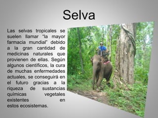 Selva 
Las selvas tropicales se 
suelen llamar “la mayor 
farmacia mundial” debido 
a la gran cantidad de 
medicinas naturales que 
provienen de ellas. Según 
algunos científicos, la cura 
de muchas enfermedades 
actuales, se conseguirá en 
el futuro gracias a la 
riqueza de sustancias 
químicas vegetales 
existentes en 
estos ecosistemas. 
 
