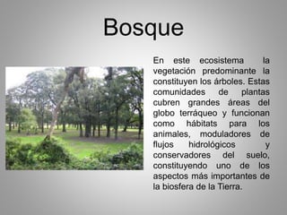 Bosque 
En este ecosistema la 
vegetación predominante la 
constituyen los árboles. Estas 
comunidades de plantas 
cubren grandes áreas del 
globo terráqueo y funcionan 
como hábitats para los 
animales, moduladores de 
flujos hidrológicos y 
conservadores del suelo, 
constituyendo uno de los 
aspectos más importantes de 
la biosfera de la Tierra. 
 
