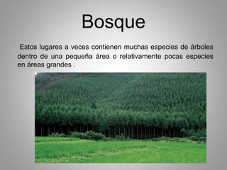 Bosque 
Estos lugares a veces contienen muchas especies de árboles 
dentro de una pequeña área o relativamente pocas especies 
en áreas grandes . 
 