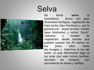 Selva 
Se llama selva al 
ecosistema denso con gran 
diversidad biológica, vegetación de 
hoja ancha (tipo frondosa) y, por lo 
general,con dosel cerrado, sotobo 
sque biodiverso y varios “pisos”, 
“estratos” o “niveles” de 
vegetación: desde árboles que 
pueden superar los 30 metros en 
los pisos altos hasta 
los musgos y helechos al ras del 
suelo, al cual difícilmente llega la 
luz solar (por este motivo también 
abundan los hongos), con 
abundancia de lianas y epifitas. 
 
