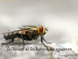 las moscas de los hábitos, me aguantan