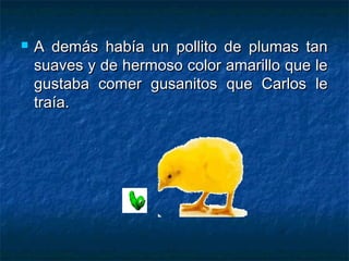    A demás había un pollito de plumas tan
    suaves y de hermoso color amarillo que le
    gustaba comer gusanitos que Carlos le
    traía.
 