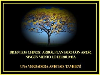 DICENLOS CHINOS: ARBOLPLANTADOCONAM ,
                                   OR
       NINGÚNVIENTOLODERRUM  BA

    UNAVERDADERAAMISTAD, TAMBIEN!
 
