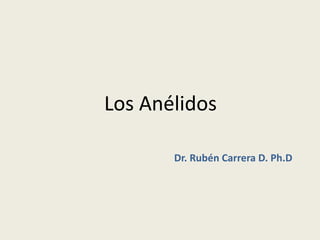 Los Anélidos

       Dr. Rubén Carrera D. Ph.D
 