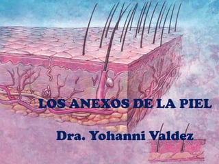 LOS ANEXOS DE LA PIEL
Dra. Yohanni Valdez
 