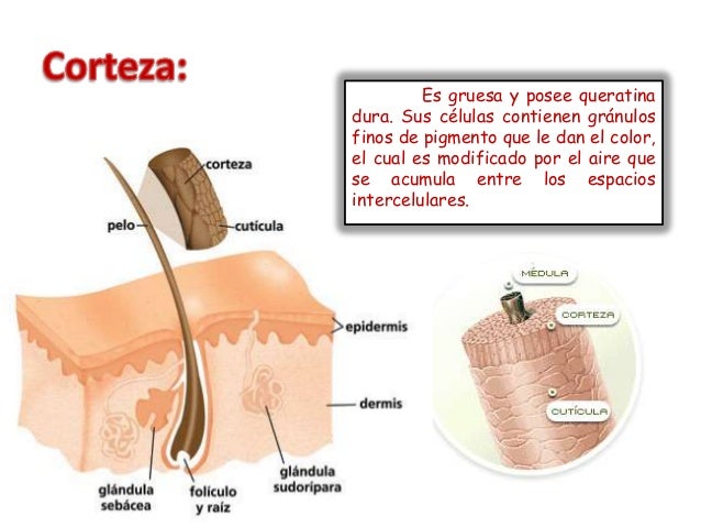 Los Anexos de la Piel Conferencia Medicina Estetica
