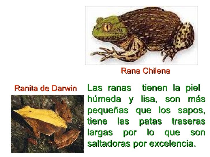 Los Anfibios