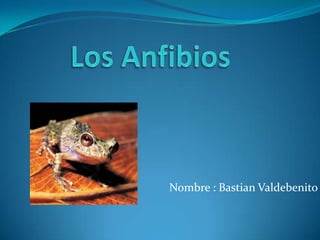 Los Anfibios Nombre : Bastian Valdebenito 
