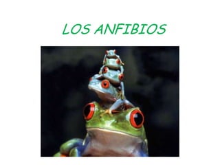 LOS ANFIBIOS 