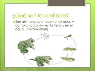 ¿Qué son los anfibios?Son animales que nacen en el agua y cambian para vivir en la tierra y en el agua. (metamorfosis)