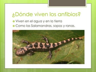 ¿Dónde viven los anfibios?Viven en el agua y en la tierraComo las Salamandras, sapos y ranas.