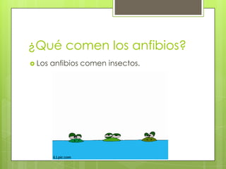 ¿Qué comen los anfibios?Los anfibios comen insectos.