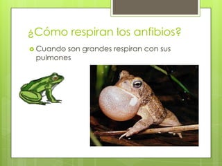 ¿Cómo respiran los anfibios?Cuando son grandes respiran con sus pulmones