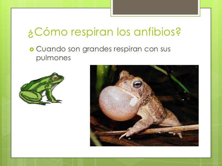 Los anfibios