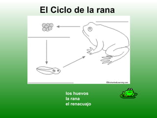 El Ciclo de la rana




      los huevos
      la rana
      el renacuajo
 
