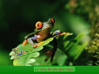 La rana de los ojos rojos
 