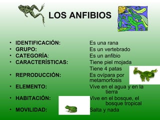 LOS ANFIBIOS

•   IDENTIFICACIÓN:    Es una rana
•   GRUPO:             Es un vertebrado
•   CATEGORÍA:         Es un anfibio
•   CARACTERÍSTICAS:   Tiene piel mojada
                       Tiene 4 patas
• REPRODUCCIÓN:        Es ovípara por
                       metamorfosis
• ELEMENTO:            Vive en el agua y en la
                              tierra
• HABITACIÓN:          Vive en el bosque, el
                              bosque tropical
• MOVILIDAD:           Salta y nada
 