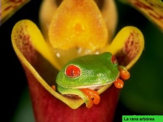La rana arbórea
 