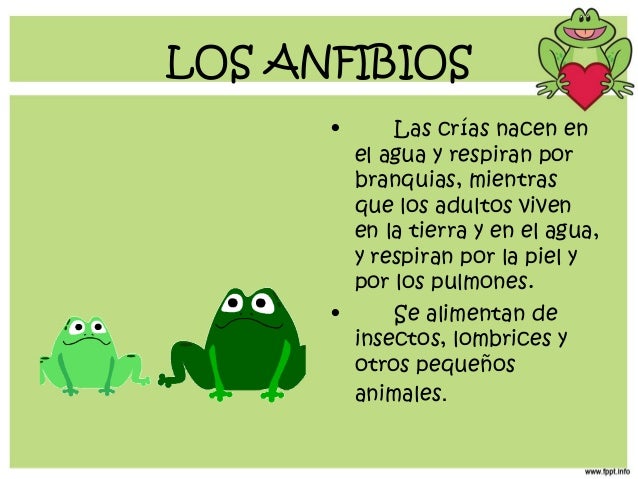 Los anfibios