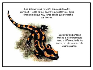 Las salamandras también son consideradas
anfibios. Tienen la piel suave y les encanta el agua.
Tienen una lengua muy larga con la que atrapan a
sus presas.
Sus crías se parecen
mucho a los renacuajos
pero, a diferencia de las
ranas, no pierden su cola
cuando nacen.
 