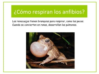 ¿Cómo respiran los anfibios?
Los renacuajos tienen branquias para respirar, como los peces.
Cuando se convierten en ranas, desarrollan los pulmones.
 
