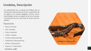 Urodelas, Descripción
Taxonomía
• Reino: Animalia
• Filo: Chordata
• Clase: Amphibia
• Orden: Caudata
• Familia: Salamandridae
• Subfamilia: Salamandrinae
• Género: Salamandra
• Especie: S. salamandra
(Linnaeus, 1758)
10
Las salamandras son un grupo de anfibios que se
caracterizan típicamente por tener la apariencia de
un lagarto, con cuerpos delgados, hocicos romos,
extremidades cortas en ángulo recto con el cuerpo,
y la presencia de una cola, tanto en larvas como en
adultos.
Oedipina cyclocauda
 