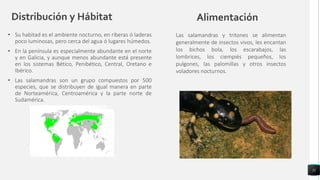 Distribución y Hábitat
• Su habitad es el ambiente nocturno, en riberas ó laderas
poco luminosas, pero cerca del agua ó lugares húmedos.
• En la península es especialmente abundante en el norte
y en Galicia, y aunque menos abundante está presente
en los sistemas Bético, Penibético, Central, Oretano e
Ibérico.
• Las salamandras son un grupo compuestos por 500
especies, que se distribuyen de igual manera en parte
de Norteamérica, Centroamérica y la parte norte de
Sudamérica.
11
Alimentación
Las salamandras y tritones se alimentan
generalmente de insectos vivos, les encantan
los bichos bola, los escarabajos, las
lombrices, los ciempiés pequeños, los
pulgones, las palomillas y otros insectos
voladores nocturnos.
 