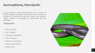 Gymnophiona, Descripción
Los gimnofiones, orden Gymnophiona, son un grupo de
anfibios ápodos conocidos comúnmente como cecilias. El
nombre de cecilia deriva del latín caecus, que significa
“ciego”, debido a los pequeños o inexistentes ojos que
presentan.
Taxonomía:
• Reino: Animalia
• Filo: Chordata
• Superclase: Tetrapoda
• Clase: Amphibia
• Subclase: Lissamphibia
• Orden: Gymnophiona
• Müller, 1831
13
Gymnopis multiplicata
 