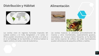 Distribución y Hábitat
Las cecilias viven en regiones húmedas tropicales del
sudeste asiático y en India, Bangladesh y Sri Lanka; en
África pueden encontrarse en partes del este y el oeste y
en el archipiélago de las Seychelles; en América habitan la
región central y el norte y este de Sudamérica.
14
Alimentación
Las cecilias maduras se alimentan primordialmente de
insectos y otros invertebrados, especialmente gusanos,
escarabajos, etc. Aunque menos frecuente, se ha descrito
que ciertas especies de anfibios del orden Gymnophiona
pueden alimentarse de pequeños anfibios y reptiles.
 