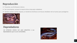 Reproducción
 Presentan una fertilizacion interna
 Son ovoviviparas, aunque la mayoria tiene renacuajos nadadores
 Tambien existen cecilias oviparas, en donde las hembras se enroscan alrededor de los huevos para protegerlos
15
Depredadores
Los brillantes colores son para advertirle a sus
depredadores que no son comestibles.
 