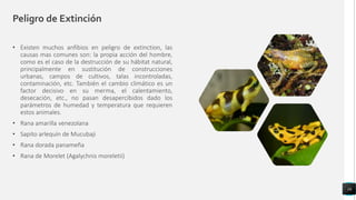 Peligro de Extinción
• Existen muchos anfibios en peligro de extinction, las
causas mas comunes son: la propia acción del hombre,
como es el caso de la destrucción de su hábitat natural,
principalmente en sustitución de construcciones
urbanas, campos de cultivos, talas incontroladas,
contaminación, etc. También el cambio climático es un
factor decisivo en su merma, el calentamiento,
desecación, etc., no pasan desapercibidos dado los
parámetros de humedad y temperatura que requieren
estos animales.
• Rana amarilla venezolana
• Sapito arlequín de Mucubaji
• Rana dorada panameña
• Rana de Morelet (Agalychnis moreletii)
16
 