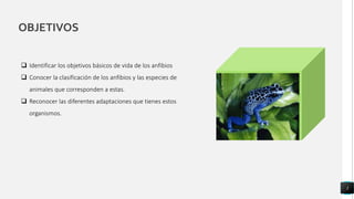 OBJETIVOS
3
 Identificar los objetivos básicos de vida de los anfibios
 Conocer la clasificación de los anfibios y las especies de
animales que corresponden a estas.
 Reconocer las diferentes adaptaciones que tienes estos
organismos.
 