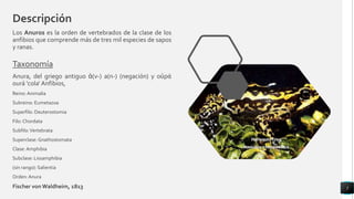 Descripción
Los Anuros es la orden de vertebrados de la clase de los
anfibios que comprende más de tres mil especies de sapos
y ranas.
Taxonomía
Anura, del griego antiguo ἀ(ν-) a(n-) (negación) y οὐρά
ourá 'cola‘ Anfibios,
Reino: Animalia
Subreino: Eumetazoa
Superfilo: Deuterostomia
Filo: Chordata
Subfilo:Vertebrata
Superclase: Gnathostomata
Clase: Amphibia
Subclase: Lissamphibia
(sin rango): Salientia
Orden: Anura
Fischer von Waldheim, 1813 5
 