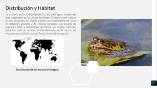 Distribución y Hábitat
La mayoría pasa su vida dentro o cerca del agua, medio del
que dependen en sus fases larvarias. A veces viven incluso
en los desiertos, en climas cálidos son especialmente ricos
en especies grandes y de colores variados. Los anuros de
regiones frías y templadas duermen un sueño invernal,
para los cual se ocultan profundamente en la tierra, en
rincones escondidos o en el fondo limos de las aguas.
6
Distribución de los anuros en (negro)
 