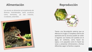 Alimentación Reproducción
7
Los anuros se alimentan principalmente de
diversos invertebrados, tanto acuáticos
como terrestres, ya sea insectos,
crustáceos, arácnidos
Tienen una fecundación externa que se
efectúa en el agua. El amplexus (forma de
aparearse de los anuros) puede ser axilar
o inguinal. Los huevos son puestos en el
agua, en cordones, como hacen los
sapos, o en paquetes como lo hacen las
ranas y presentan dimensiones y formas
diferentes según la familia o especie.
 
