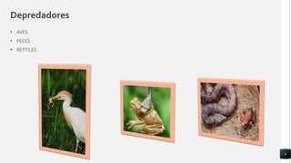 Depredadores
• AVES
• PECES
• REPTILES
8
 