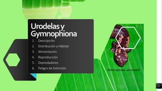 Urodelasy
Gymnophiona
1. Descripción
2. Distribución y Hábitat
3. Alimentación
4. Reproducción
5. Depredadores
6. Peligro de Extinción
9
Bolitoglossa alvaradoi
 