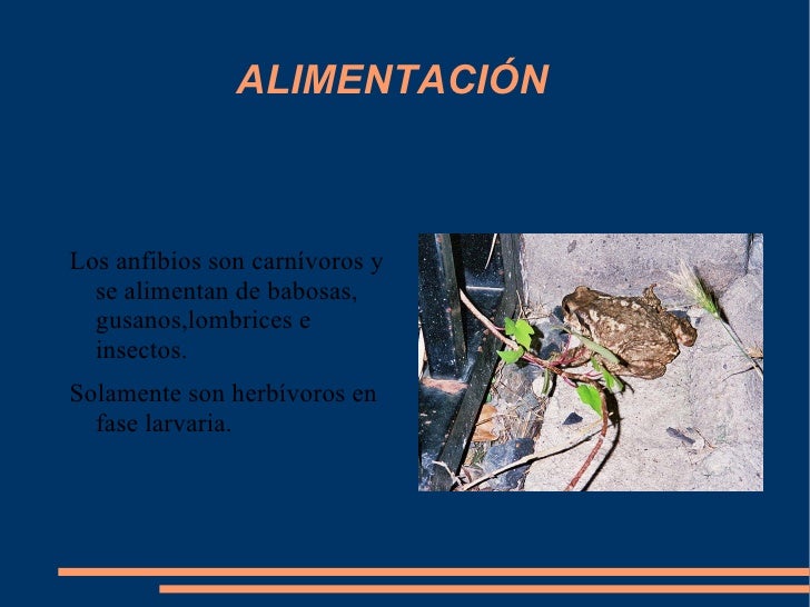 Si las lombrices al gato salen a través de kal