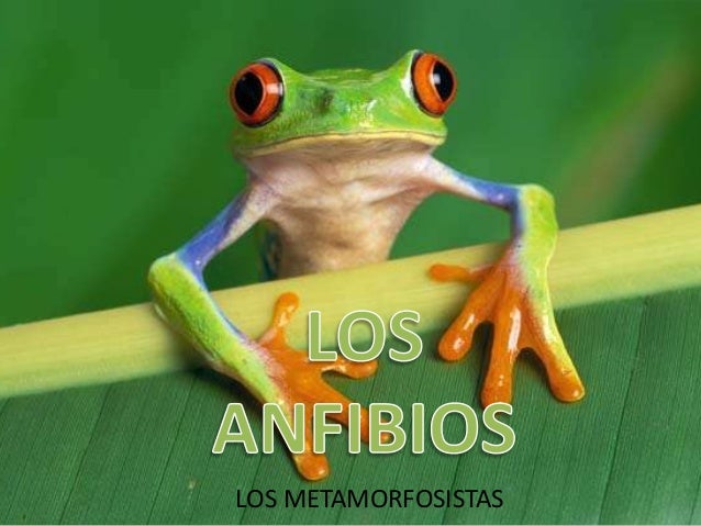 los anfibios