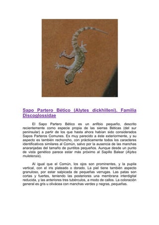 Sapo Partero Bético (Alytes dickhilleni). Familia
Discoglossidae
       El Sapo Partero Bético es un anfibio pequeño, descrito
recientemente como especie propia de las sierras Béticas (del sur
peninsular) a partir de los que hasta ahora habían sido considerados
Sapos Parteros Comunes. Es muy parecido a éste exteriormente, y su
aspecto es también rechoncho, con prácticamente todos los caracteres
identificativos similares al Común, salvo por la ausencia de las manchas
anaranjadas del tamaño de puntitos pequeños. Aunque desde un punto
de vista genético parece estar más próximo al Sapillo Balear (Alytes
muletensis).

       Al igual que el Común, los ojos son prominentes, y la pupila
vertical, con el iris plateado o dorado. La piel tiene también aspecto
granuloso, por estar salpicada de pequeñas verrugas. Las patas son
cortas y fuertes, teniendo las posteriores una membrana interdigital
reducida, y las anteriores tres tubérculos, a modo de callos. La coloración
general es gris u olivácea con manchas verdes y negras, pequeñas.
 