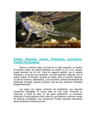 Sapillo Moteado común (Pelodytes punctatus).
Familia Pelobatidae
       Como su nombre indica, se trata de un sapo pequeño, un sapillo.
El tamaño medio del Sapillo Moteado es inferior a los 4 cm, aunque
puede alcanzar los 4,5 cm. Tiene un aspecto esbelto, con la cabeza
aplanada y el hocico muy apuntado. Los ojos aparecen saltones, con la
pupila vertical. El tímpano, aunque es visible, tiene un tamaño reducido.
La piel es lustrosa y resbaladiza, y se encuentra cubierta dorsalmente de
pequeñas verrugas, algunas mayores que las que aparecen alineadas
longitudinalmente.

      Las patas son largas, teniendo las posteriores una reducida
membrana interdigital. El cuarto dedo es muy largo. Presenta un
tubérculo, a modo de callo, en las patas posteriores. La coloración
presenta un fondo grisáceo claro sobre el que destacan manchas verdes
de distintas tonalidades, muy conspicuas. Pueden aparecer ejemplares
pardo-grisáceos bastante oscuros.
 