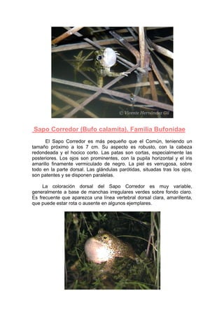 Sapo Corredor (Bufo calamita). Familia Bufonidae
      El Sapo Corredor es más pequeño que el Común, teniendo un
tamaño próximo a los 7 cm. Su aspecto es robusto, con la cabeza
redondeada y el hocico corto. Las patas son cortas, especialmente las
posteriores. Los ojos son prominentes, con la pupila horizontal y el iris
amarillo finamente vermiculado de negro. La piel es verrugosa, sobre
todo en la parte dorsal. Las glándulas parótidas, situadas tras los ojos,
son patentes y se disponen paralelas.

     La coloración dorsal del Sapo Corredor es muy variable,
generalmente a base de manchas irregulares verdes sobre fondo claro.
Es frecuente que aparezca una línea vertebral dorsal clara, amarillenta,
que puede estar rota o ausente en algunos ejemplares.
 