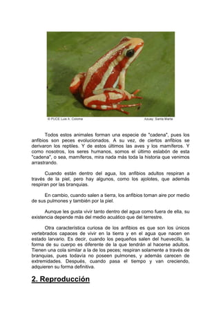 Todos estos animales forman una especie de "cadena", pues los
anfibios son peces evolucionados. A su vez, de ciertos anfibios se
derivaron los reptiles. Y de estos últimos las aves y los mamíferos. Y
como nosotros, los seres humanos, somos el último eslabón de esta
"cadena", o sea, mamíferos, mira nada más toda la historia que venimos
arrastrando.

      Cuando están dentro del agua, los anfibios adultos respiran a
través de la piel, pero hay algunos, como los ajolotes, que además
respiran por las branquias.

      En cambio, cuando salen a tierra, los anfibios toman aire por medio
de sus pulmones y también por la piel.

      Aunque les gusta vivir tanto dentro del agua como fuera de ella, su
existencia depende más del medio acuático que del terrestre.

      Otra característica curiosa de los anfibios es que son los únicos
vertebrados capaces de vivir en la tierra y en el agua que nacen en
estado larvario. Es decir, cuando los pequeños salen del huevecillo, la
forma de su cuerpo es diferente de la que tendrán al hacerse adultos.
Tienen una cola similar a la de los peces; respiran solamente a través de
branquias, pues todavía no poseen pulmones, y además carecen de
extremidades. Después, cuando pasa el tiempo y van creciendo,
adquieren su forma definitiva.

2. Reproducción
 