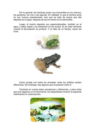 Por lo general, las hembras ponen sus huevecillos en los charcos,
los pantanos, los ríos o las lagunas. En realidad, lo que la hembra pone
no son huevos precisamente, sino que se trata de óvulos que ella
deposita en el agua, después de que el macho la ha estimulado.

       Luego, el macho deposita sus espermatozoides, también en el
agua, y éstos nadan y se introducen en los óvulos. Es en este momento
cuando la fecundación se produce. Y al cabo de un tiempo, nacen las
crías.




      Como sucede con todos los animales, entre los anfibios existen
diferencias. Sin embargo, hay algunos que se parecen entre sí.

       Tomando en cuenta estas semejanzas y diferencias, y para evitar
que nos hagamos un lío fenomenal, los especialistas hicieron la siguiente
clasificación en subconjuntos.
 