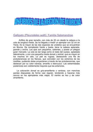 Gallipato (Pleurodeles waltl). Familia Salamandrae
       Anfibio de gran tamaño, con más de 20 cm desde la cabeza a la
cola de longitud media. Se ha llegado a medir un ejemplar con 32 cm en
Yecla. Es la mayor de las dos especies de urodelos que se encuentran
en Murcia. De complexión fuerte y basta, tiene la cabeza aplanada,
grande y ancha. Los ojos son pequeños, salientes, y posee un pliegue
gular marcado. La cola es tan larga como el resto del cuerpo, aplastada
lateralmente, y con una pequeña cresta dorsal y ventral, que es mayor en
los machos en celo. La piel es rugosa, destacando una fila de
protuberancias en los flancos, que coinciden con los extremos de las
costillas, pudiendo éstas proyectarse a través de las protuberancias, que
destacan por su color naranja, amarillo o blancuzco. Las extremidades
posteriores son visiblemente mayores que las anteriores.

   La coloración dorsal es gris-amarillenta o verdosa, con manchas
pardas dispuestas de forma casi regular, tendiendo a hacerse más
oscura en los ejemplares más viejos. El vientre es liso y de color
amarillento.
 