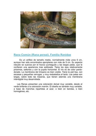 Rana Común (Rana perezi). Familia Ranidae
       Es un anfibio de tamaño medio, normalmente mide unos 6 cm,
aunque han sido encontrados ejemplares con más de 9 cm. Su aspecto
robusto se suaviza por el hocico puntiagudo y las largas patas, que le
confieren una apariencia mas estilizada. Tiene los ojos relativamente
próximos, saltones y con la pupila horizontal. El iris es de color pardo-
dorado. La membrana del tímpano es bien visible. Tiene la piel lisa, con
escasas y pequeñas verrugas, y muy resbaladiza al tacto. Las patas son
largas, sobre todo las traseras, que tienen además una membrana
interdigital muy desarrollada.

   Las Ranas presentan una coloración dorsal muy variable, desde el
verde brillante a la coloración marrón. El diseño es también muy variable,
a base de manchas repartidas al azar, o bien en bandas, o bien
homogéneo, etc.
 