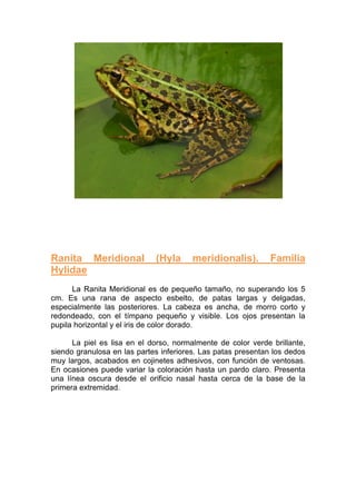 Ranita Meridional            (Hyla      meridionalis).        Familia
Hylidae
      La Ranita Meridional es de pequeño tamaño, no superando los 5
cm. Es una rana de aspecto esbelto, de patas largas y delgadas,
especialmente las posteriores. La cabeza es ancha, de morro corto y
redondeado, con el tímpano pequeño y visible. Los ojos presentan la
pupila horizontal y el iris de color dorado.

      La piel es lisa en el dorso, normalmente de color verde brillante,
siendo granulosa en las partes inferiores. Las patas presentan los dedos
muy largos, acabados en cojinetes adhesivos, con función de ventosas.
En ocasiones puede variar la coloración hasta un pardo claro. Presenta
una línea oscura desde el orificio nasal hasta cerca de la base de la
primera extremidad.
 
